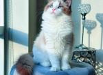 Tina - Ragdoll Cat For Sale - Indianapolis, IN, US