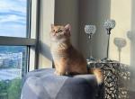 Lucky - British Shorthair Cat For Sale - Indianapolis, IN, US