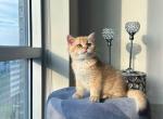 Lucky - British Shorthair Cat For Sale - Charlotte, NC, US