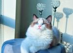 Tina - Ragdoll Cat For Sale - Gaithersburg, MD, US