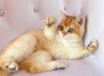 Alex located in LA - British Shorthair Kitten For Sale - Los Angeles, CA, US