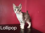 Lollipop - Domestic Cat For Adoption - Covington, KY, US