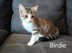 Birdie - Domestic Cat For Sale - Covington, KY, US