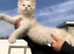 Red Silver Shaded - Maine Coon Cat For Sale - La Porte, IN, US