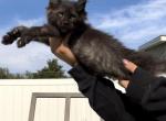 Orange Collar Male - Maine Coon Cat For Sale - La Porte, IN, US