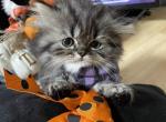 Baby A - Persian Cat For Sale - Worcester, MA, US