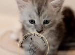 Chris Evans - Maine Coon Kitten For Sale - 