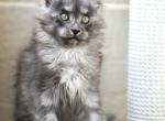 Elizabeth - Maine Coon Cat For Sale - Hollywood, FL, US