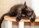 Diamant - Maine Coon Cat For Sale - Miami, FL, US