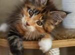 Diva - Maine Coon Cat For Sale - Miami, FL, US