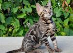 Gary - Bengal Cat For Sale - Miami, FL, US