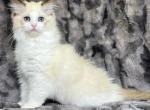 Kora x Sterling - Ragdoll Cat For Sale - Tampa, FL, US