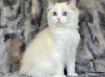 Kiara x Sterling - Ragdoll Cat For Sale - Tampa, FL, US