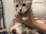 Scottish straight Kitten - Scottish Straight Cat For Sale - Auburn, WA, US