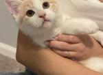 Scottish Straight Kitty - Scottish Fold Cat For Sale - Auburn, WA, US