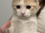 Scottish fold kitten - Scottish Fold Cat For Sale - Auburn, WA, US