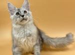 Milan - Maine Coon Cat For Sale - Miami, FL, US