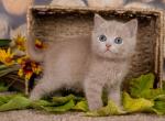 Uyliy - British Shorthair Cat For Sale - Miami, FL, US