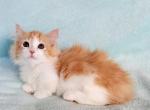 Munchkin Ragdoll Marmalade - Munchkin Cat For Sale - Glendale, AZ, US