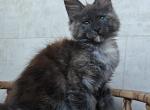 Marta - Maine Coon Cat For Sale - Hollywood, FL, US