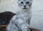 Nikita Polydactyl - Maine Coon Cat For Sale - Hollywood, FL, US