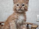 Neon - Maine Coon Cat For Sale - Hollywood, FL, US