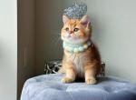 Polo - British Shorthair Cat For Sale - Indianapolis, IN, US