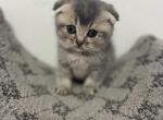 Luna - Scottish Fold Cat For Sale - Renton, WA, US