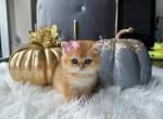 Mimi - British Shorthair Kitten For Sale - Richmond, VA, US