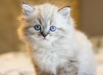 Persian - Persian Cat For Sale - Staten Island, NY, US