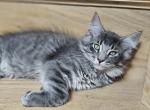 The Seven - Maine Coon Cat For Sale - Chicopee, MA, US