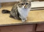 HOLLY GOLIGHTY - Munchkin Cat For Sale/Service - Brookings, OR, US