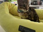 Bengal kittens - Bengal Cat For Sale - Queens, NY, US