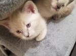 PERSIAN SIAMESE KITTENS - Siamese Cat For Sale - The Bronx, NY, US