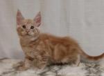 Saymon - Maine Coon Cat For Sale - Brooklyn, NY, US