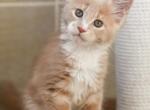 Dior - Maine Coon Cat For Sale - Brooklyn, NY, US