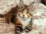 Diva - Maine Coon Cat For Sale - Brooklyn, NY, US