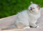 Amur Ragdol - Ragdoll Kitten For Sale - Wood Dale, IL, US