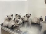 Siamese kittens 8 weeks old - Siamese Cat For Sale - Louisville, KY, US