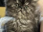 Persian kittens - Persian Cat For Sale - Norwalk, CT, US