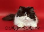 Gelato - Persian Cat For Sale - Yucca Valley, CA, US