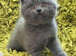 Velvet - British Shorthair Cat For Sale - Hollywood, FL, US