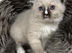 Jackie - Ragdoll Kitten For Sale - Ocala, FL, US