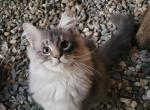 Poe - Maine Coon Cat For Sale - Westfield, MA, US