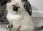 David - Ragdoll Kitten For Sale - Ocala, FL, US