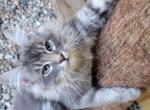 Rocket - Siberian Cat For Sale - Westfield, MA, US