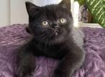 Nemo - Scottish Straight Kitten For Sale - Pembroke Pines, FL, US