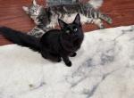midnight - Maine Coon Cat For Sale - 