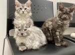 Dolly girl - Maine Coon Cat For Sale - Daphne, AL, US