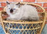 Liam - Munchkin Cat For Sale - Joplin, MO, US